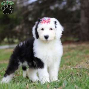 Sierra, Sheepadoodle Puppy